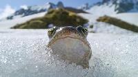 Click to watch 'Extremes' (popup) Planet Earth III